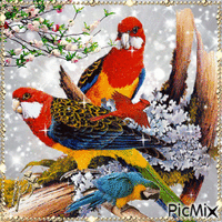 At beauty of parrots - Free animated GIF