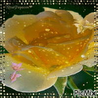 yellow rose  / contest - Gratis geanimeerde GIF
