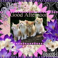 good afternoon kitties - Δωρεάν κινούμενο GIF