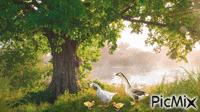 Summer Geese - GIF animé gratuit