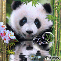 Petit panda mignon