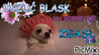 UCZUĆ BLASK - Безплатен анимиран GIF