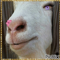 chèvre - Gratis animeret GIF