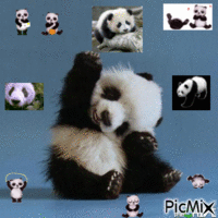 Panda encore bébé mais cro chou - GIF animé gratuit