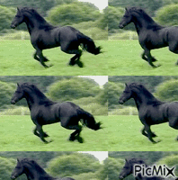 cavalos animerad GIF