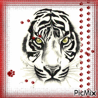 tiger animovaný GIF