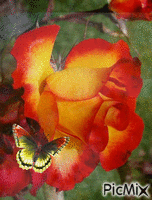 trandafir - Gratis animeret GIF