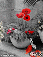 Estufa de Flores 🌸🌸 动画 GIF
