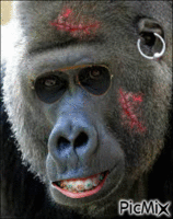 gorille cicatrice - Darmowy animowany GIF