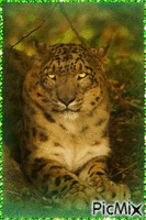 leopard des neiges - 免费动画 GIF