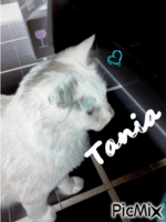Tania - 免费动画 GIF