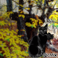 Le chat noir - GIF animé gratuit