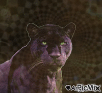 pantera Animated GIF