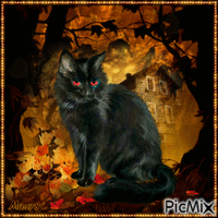 Le chat noir GIF animé