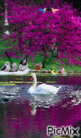 Duck - Bezmaksas animēts GIF