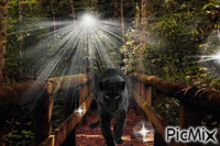 Jungle Panther - Darmowy animowany GIF