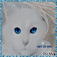 Blue Eyed Cat - Безплатен анимиран GIF