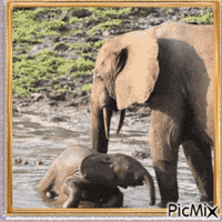 Eléphants - Gratis geanimeerde GIF