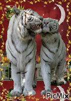 tigres - Gratis animeret GIF