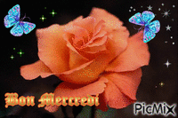La Rose Orange - Free animated GIF
