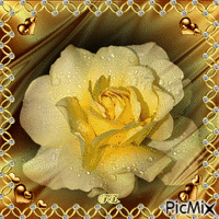 Színes rózsa. - GIF animado gratis