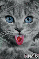 pisic - Darmowy animowany GIF