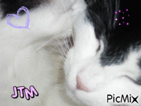 Mes chatons - GIF animasi gratis