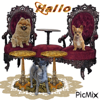Pomeranian Diotje en Chihuahuas Ozzy en puppy animovaný GIF