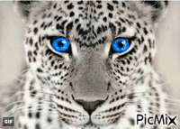 Blue eyed tiger. - GIF animé gratuit