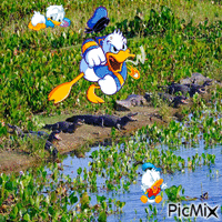 Donald Duck "SOS" - GIF animé gratuit