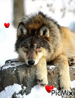 les amours de loups - GIF animé gratuit