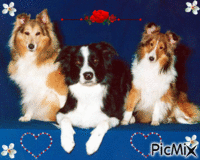 3 beaux chiens - Bezmaksas animēts GIF