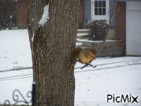 Squirrel w STICK GIF animé