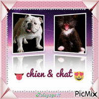 Chien 🐶 & 🐱 chat photo dans un cadre rose - GIF animé gratuit
