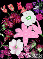 kvety animasyonlu GIF