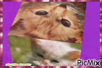 chats cube - GIF animado grátis