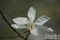 magnolia and rain - GIF animé gratuit