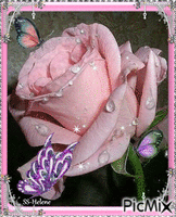 Pink rose.. geanimeerde GIF