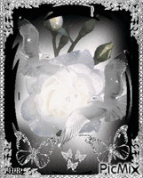 White Rose. - GIF animé gratuit