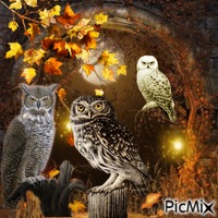 owl animasyonlu GIF