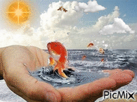 Золотая рыбка - GIF animasi gratis