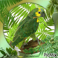 Perroquet -vert animovaný GIF