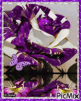 Purple and white rose. - Free animated GIF