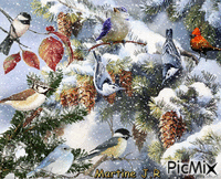 oiseaux en hiver