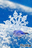 снег - Δωρεάν κινούμενο GIF