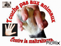 Non à la maltraitance des animaux !!! анимированный гифка