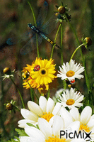 Margaritas e insectos animasyonlu GIF