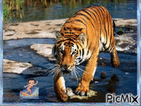 Tigre Eau - Free animated GIF