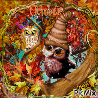October owls Animated GIF