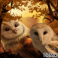 owl анимирани ГИФ